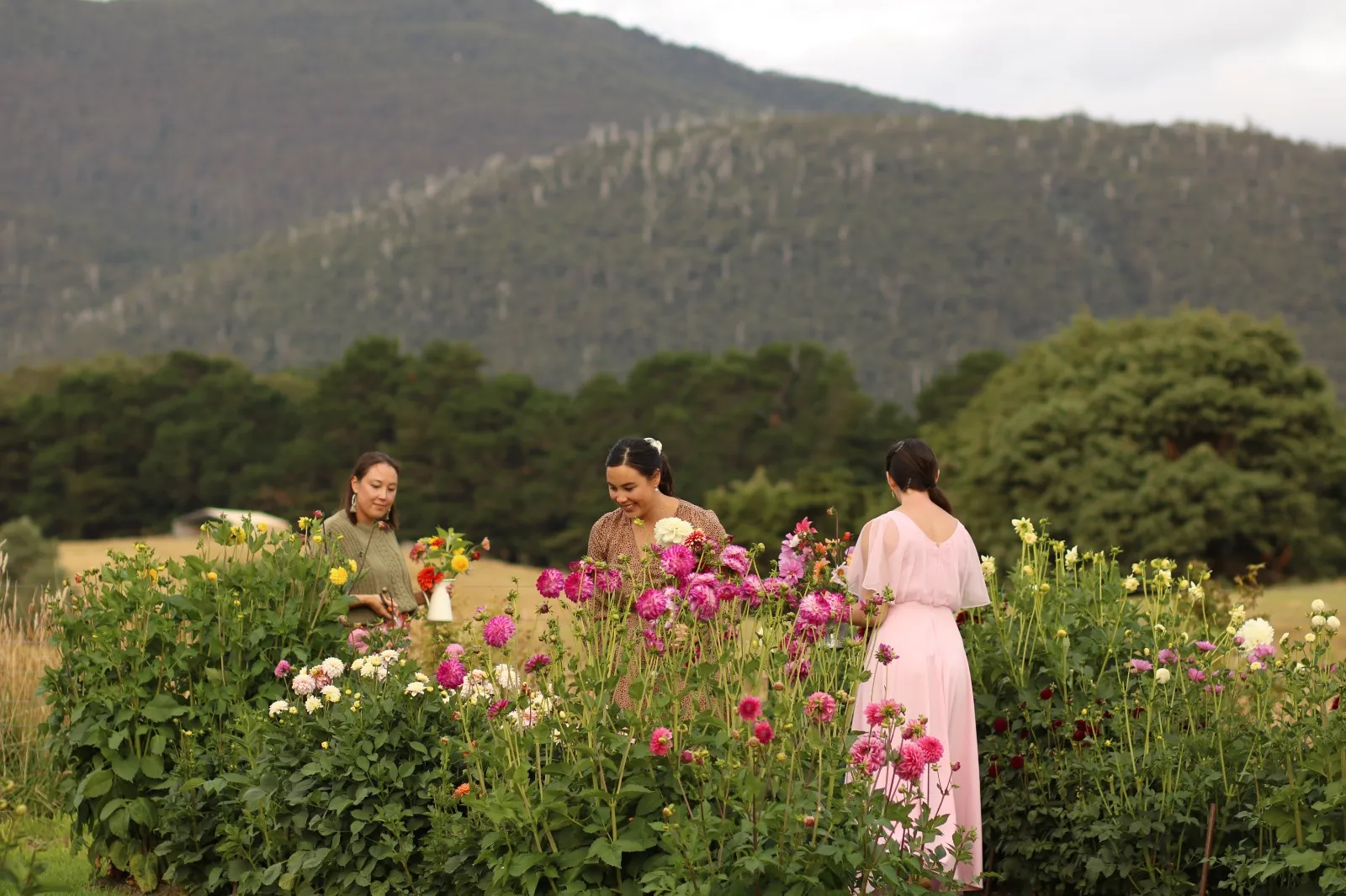 Photo from Picking gallery