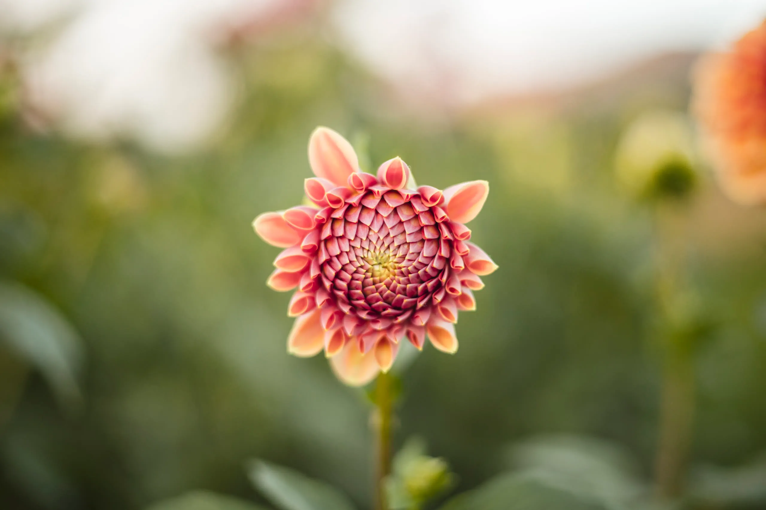 Photo from General gallery