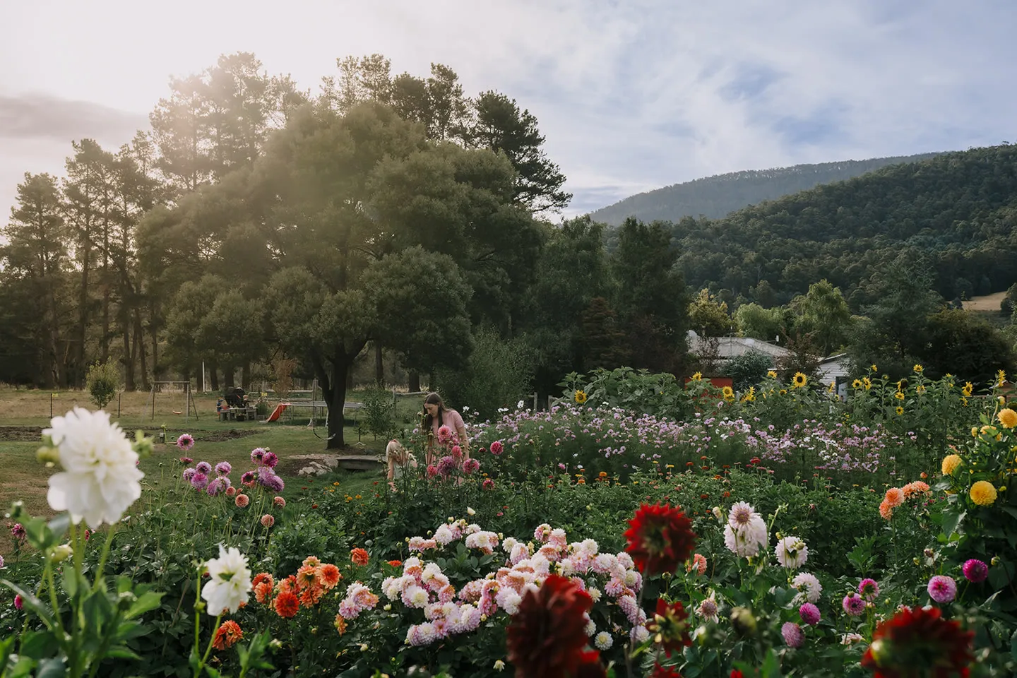 Mountain River Flower Patch
