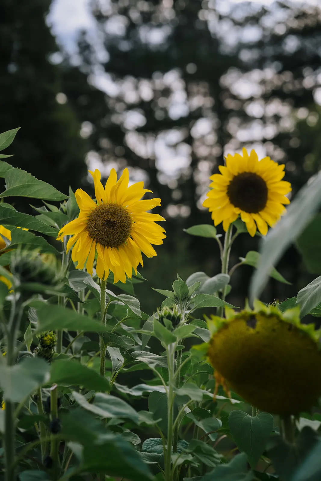 Mountain River Flower Patch