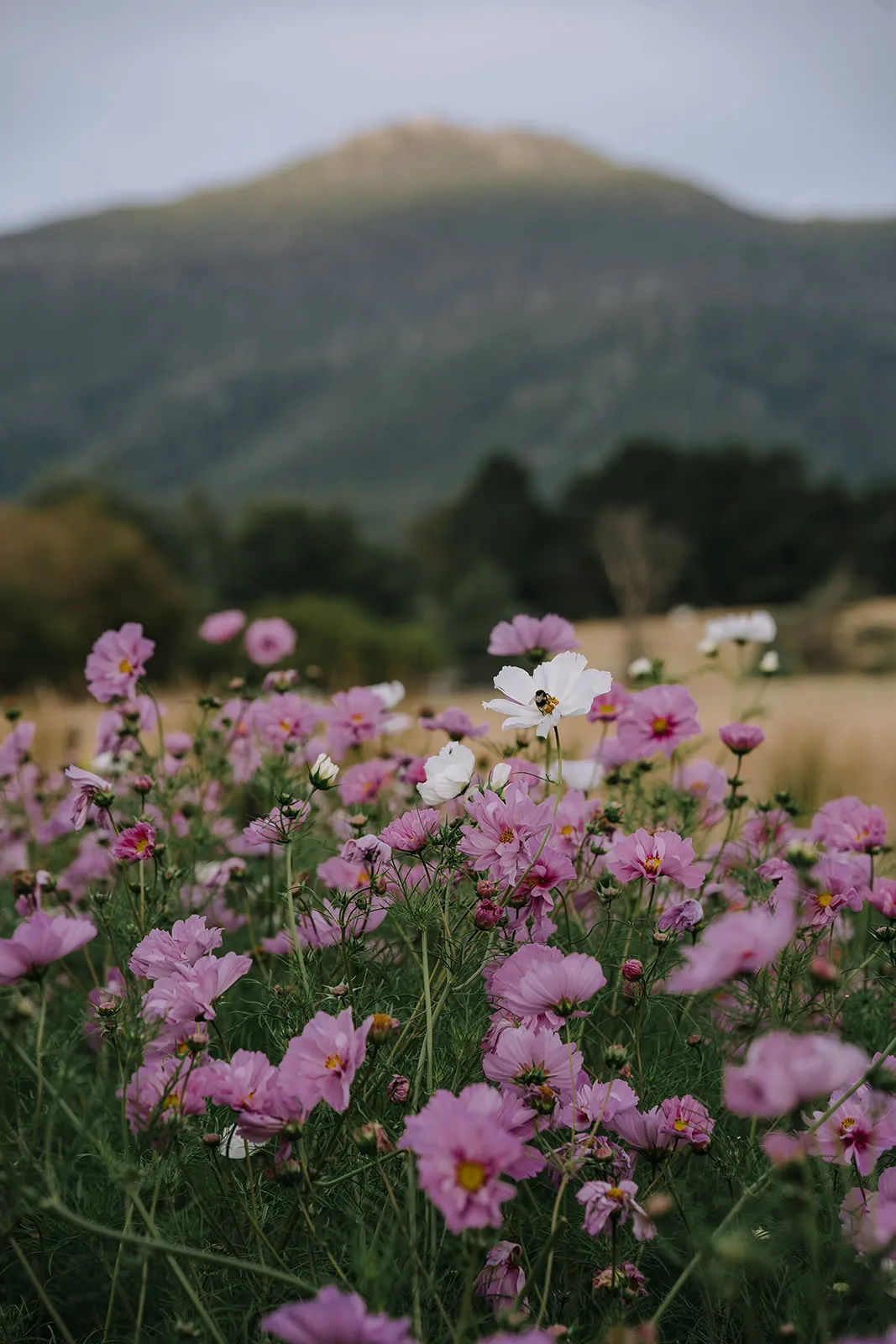 Mountain River Flower Patch