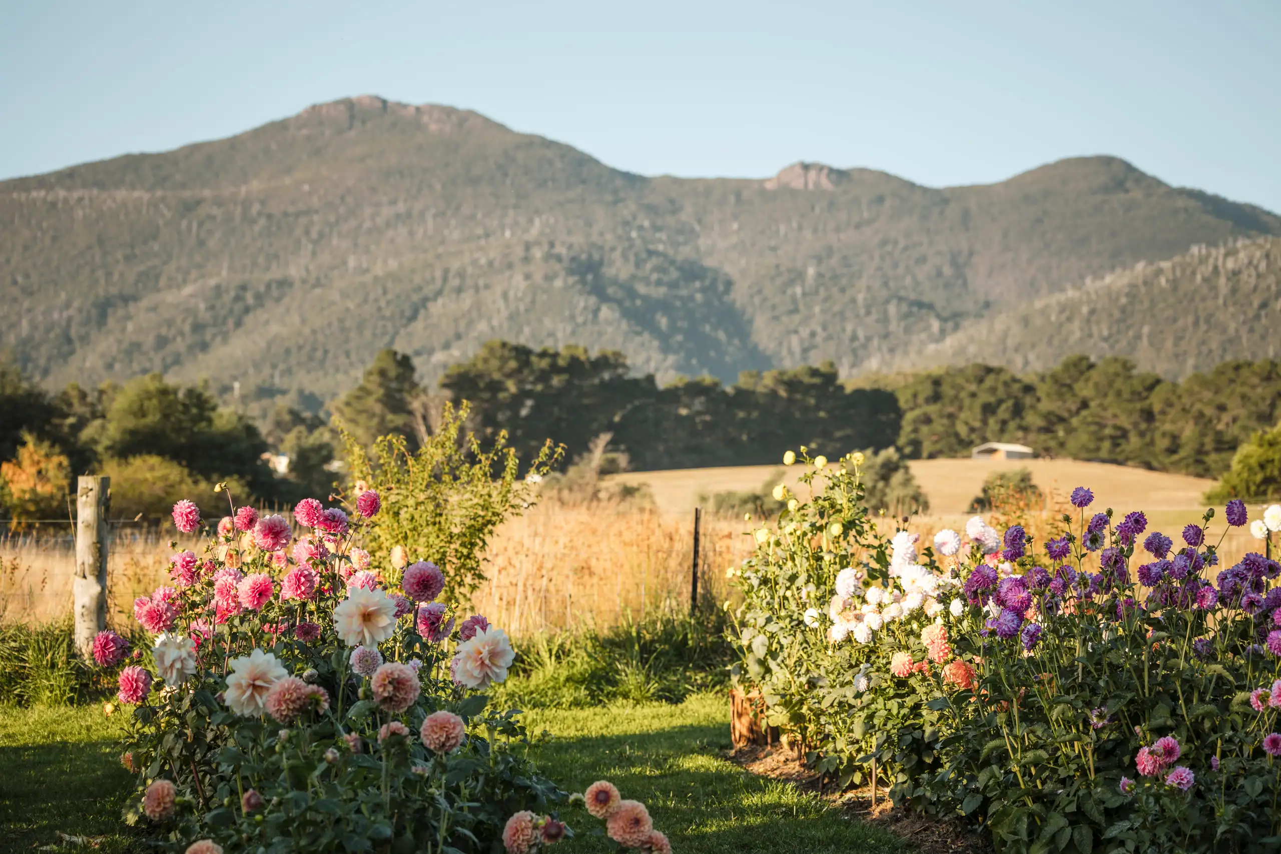 Mountain and flower field view of Mountain River Flower Patch