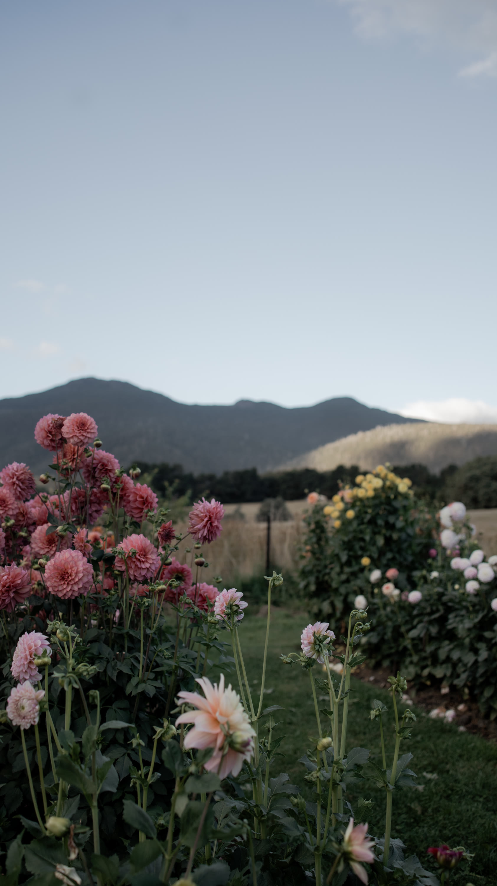 Photo by Hello Valentine